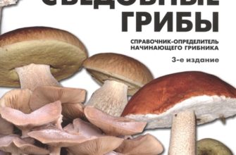 Для начинающего грибника